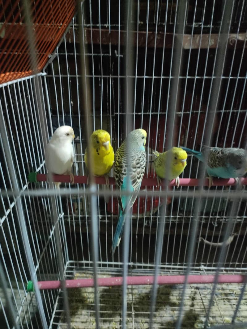 budgies 0