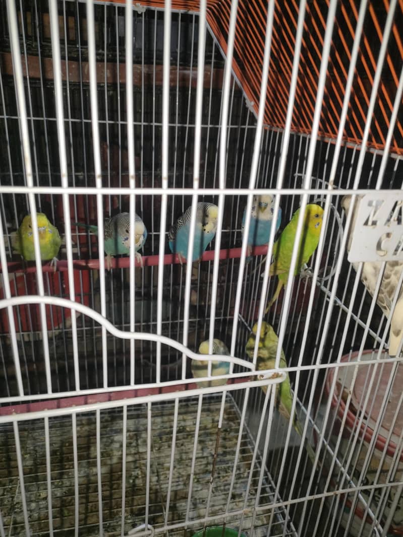 budgies 1