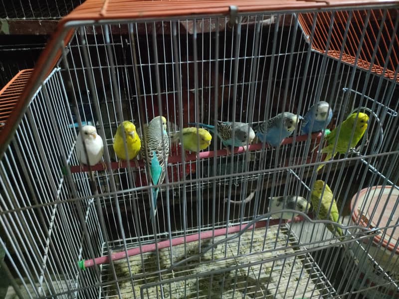 budgies 2