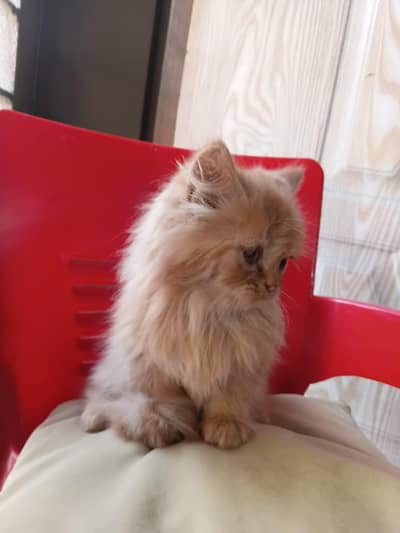 Persians Kitten up for Sale