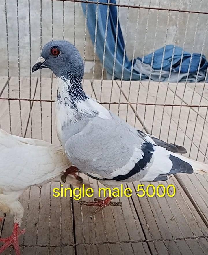 jangle gandedar 0