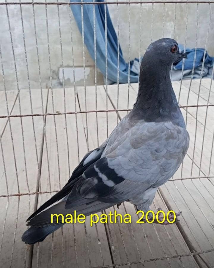 jangle gandedar 4