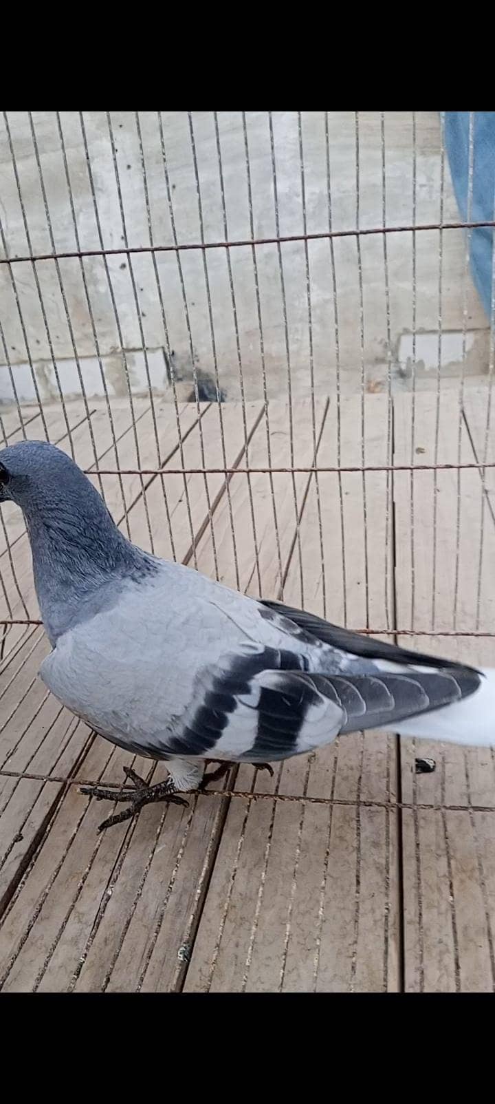 jangle gandedar 9
