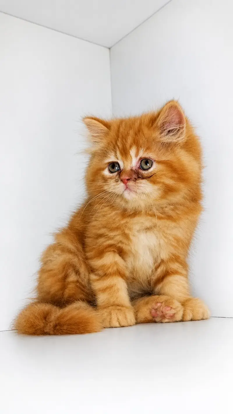 punch face female kitten