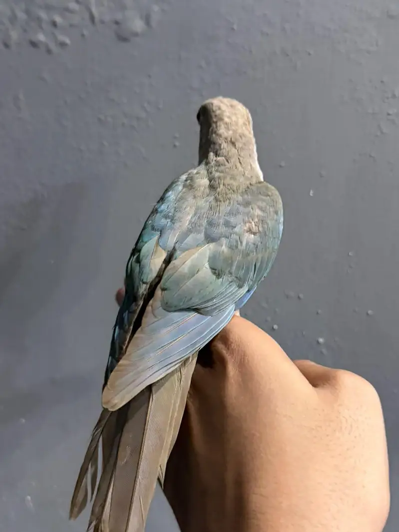 cinnamon conure/turquoise conure