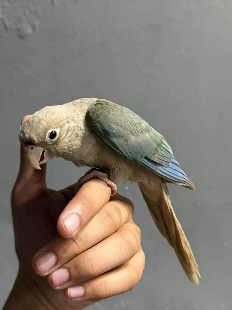 cinnamon conure/turquoise conure — photo 2