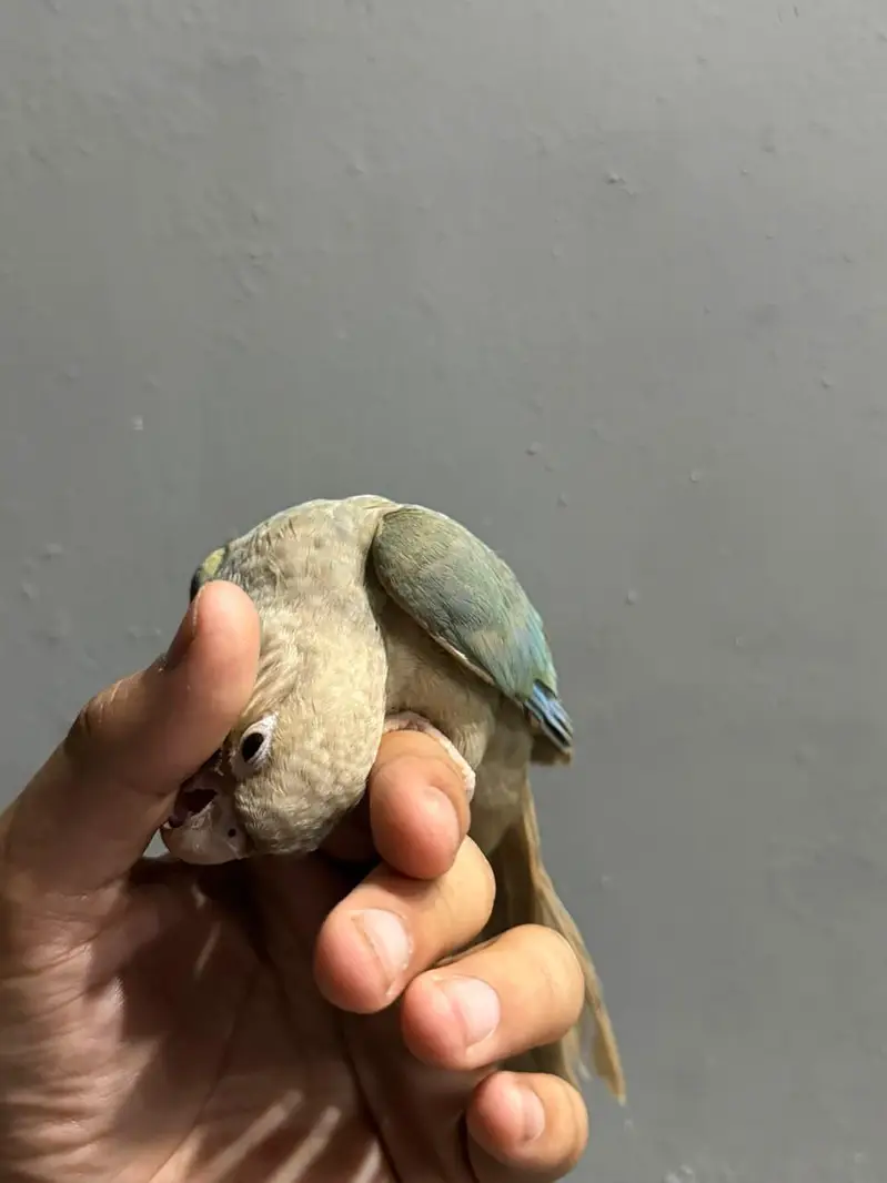 cinnamon conure/turquoise conure — photo 3