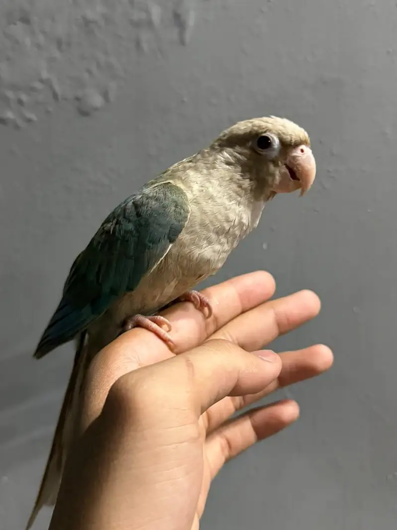 cinnamon conure/turquoise conure — photo 4