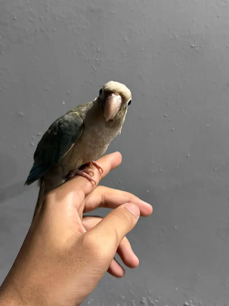 cinnamon conure/turquoise conure — photo 5