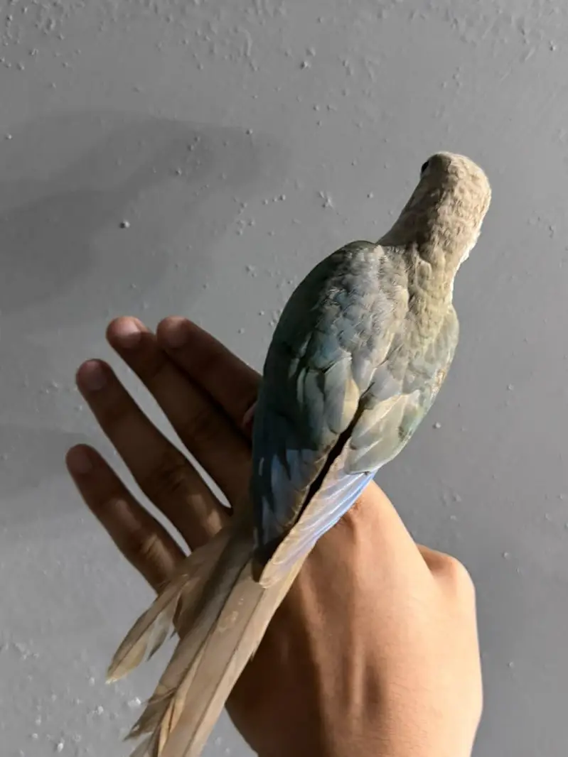 cinnamon conure/turquoise conure — photo 6