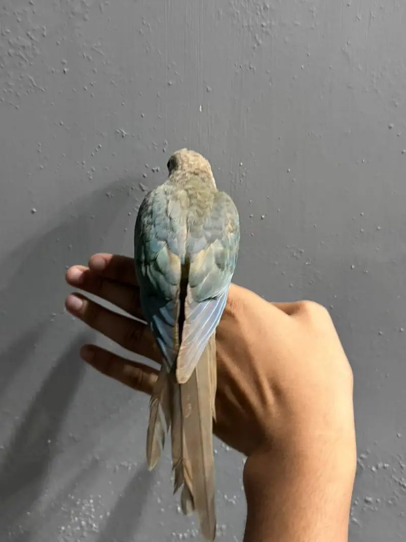cinnamon conure/turquoise conure — photo 7