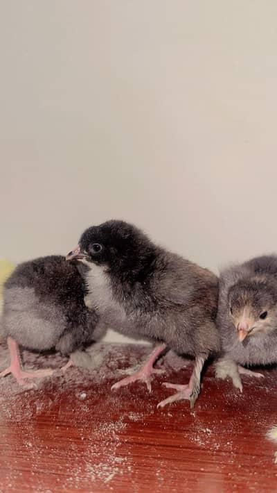 heavy buff ky chiks available hn