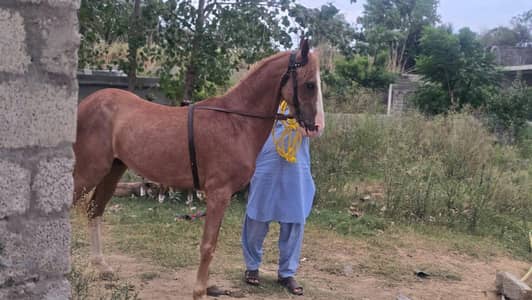 horse for sale
