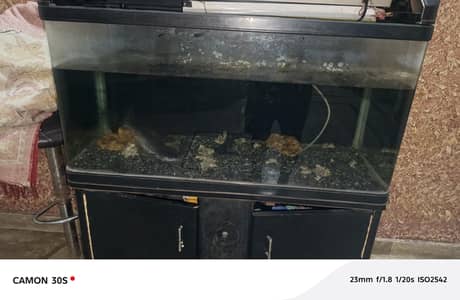 china made 3.5ft aquarium with pair of shark fishes