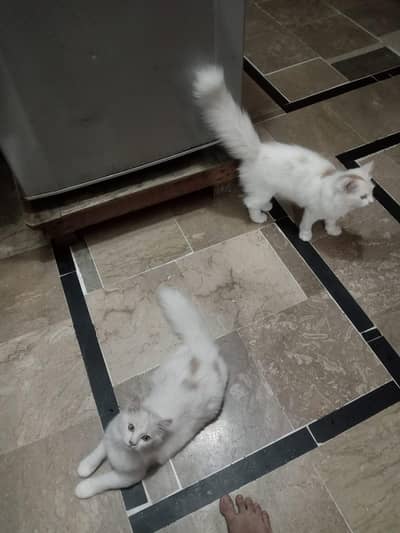 persian kitten! Litter trained