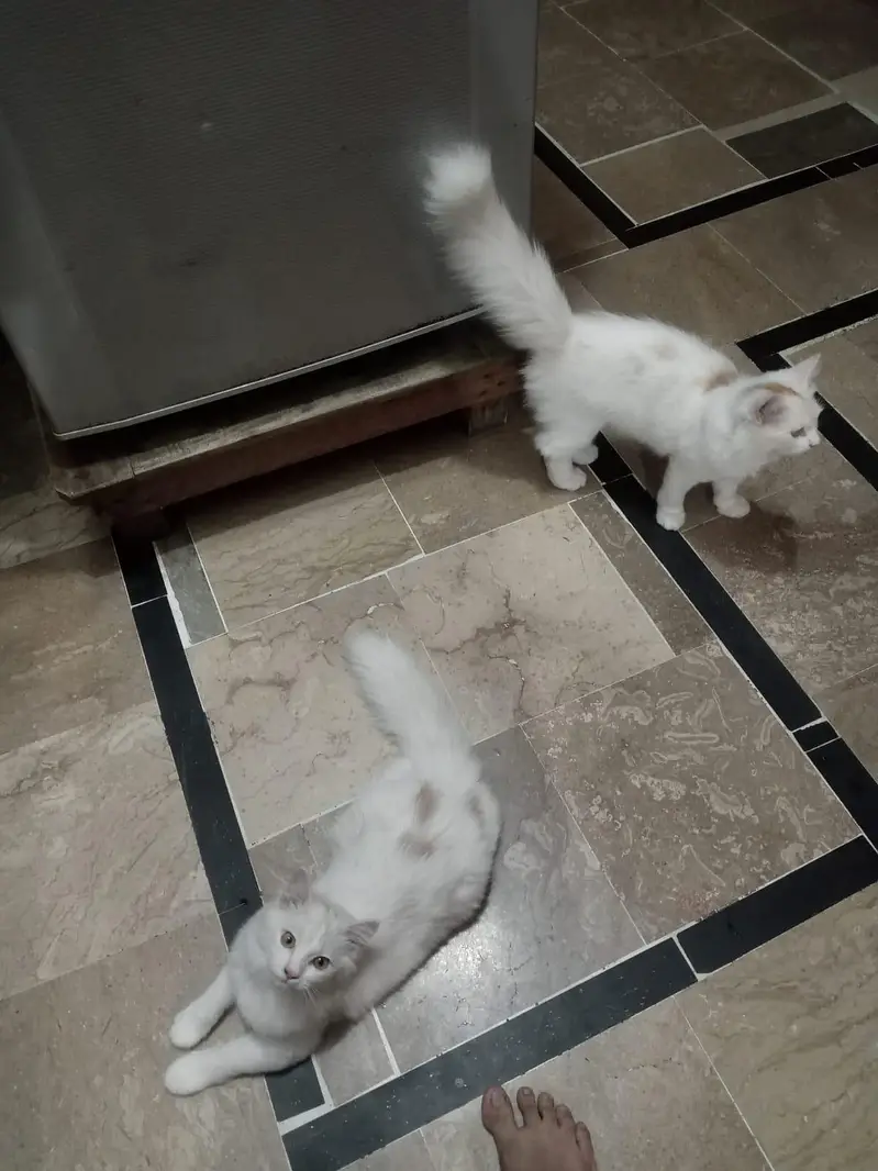 persian kitten! Litter trained