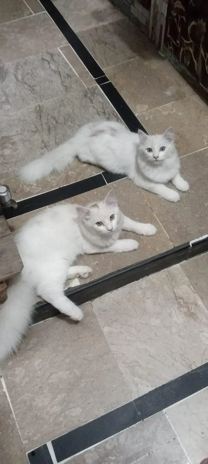 persian kitten! Litter trained — photo 2