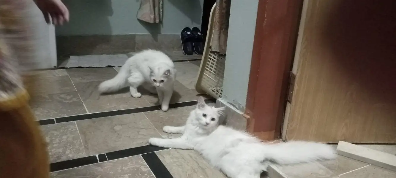 persian kitten! Litter trained — photo 3