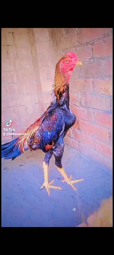 Shamo Aseel top quality