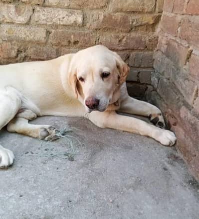 FULL FRIENDLY DOG