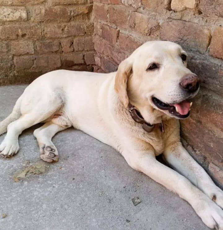 FULL FRIENDLY DOG 1