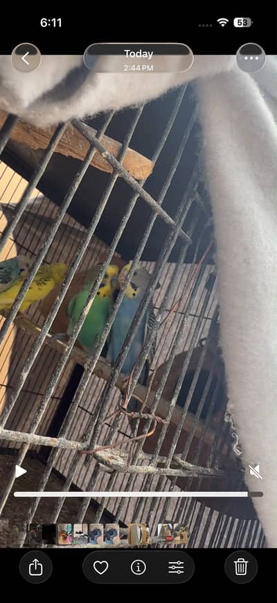 Budgies