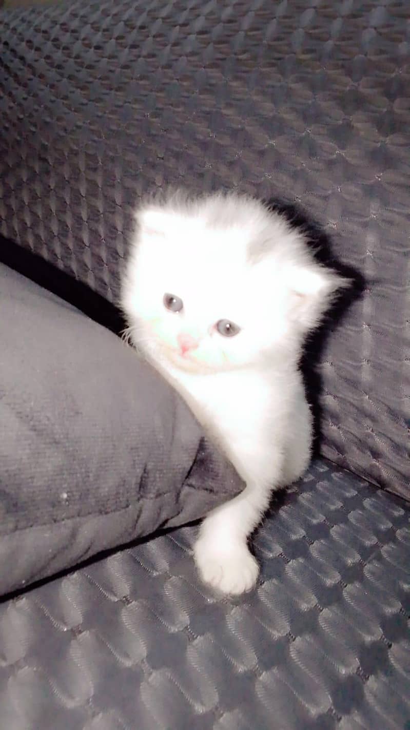 persian cat 1