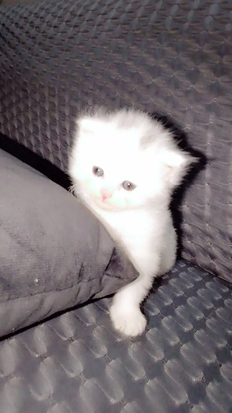persian cat — photo 2