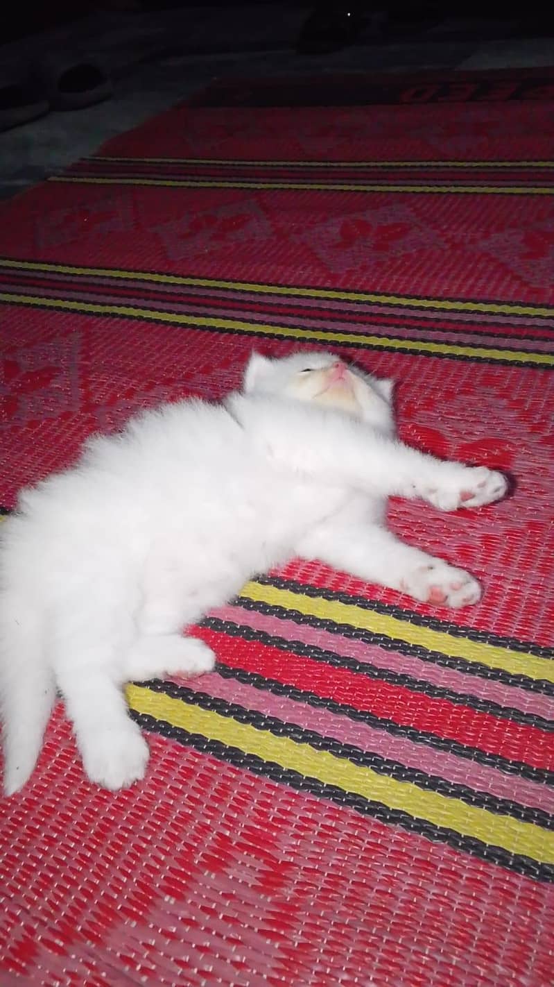 persian cat 2