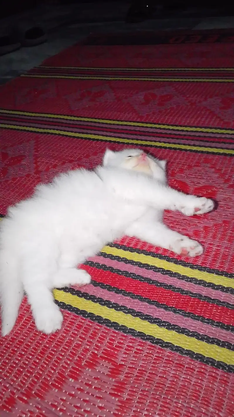 persian cat — photo 3