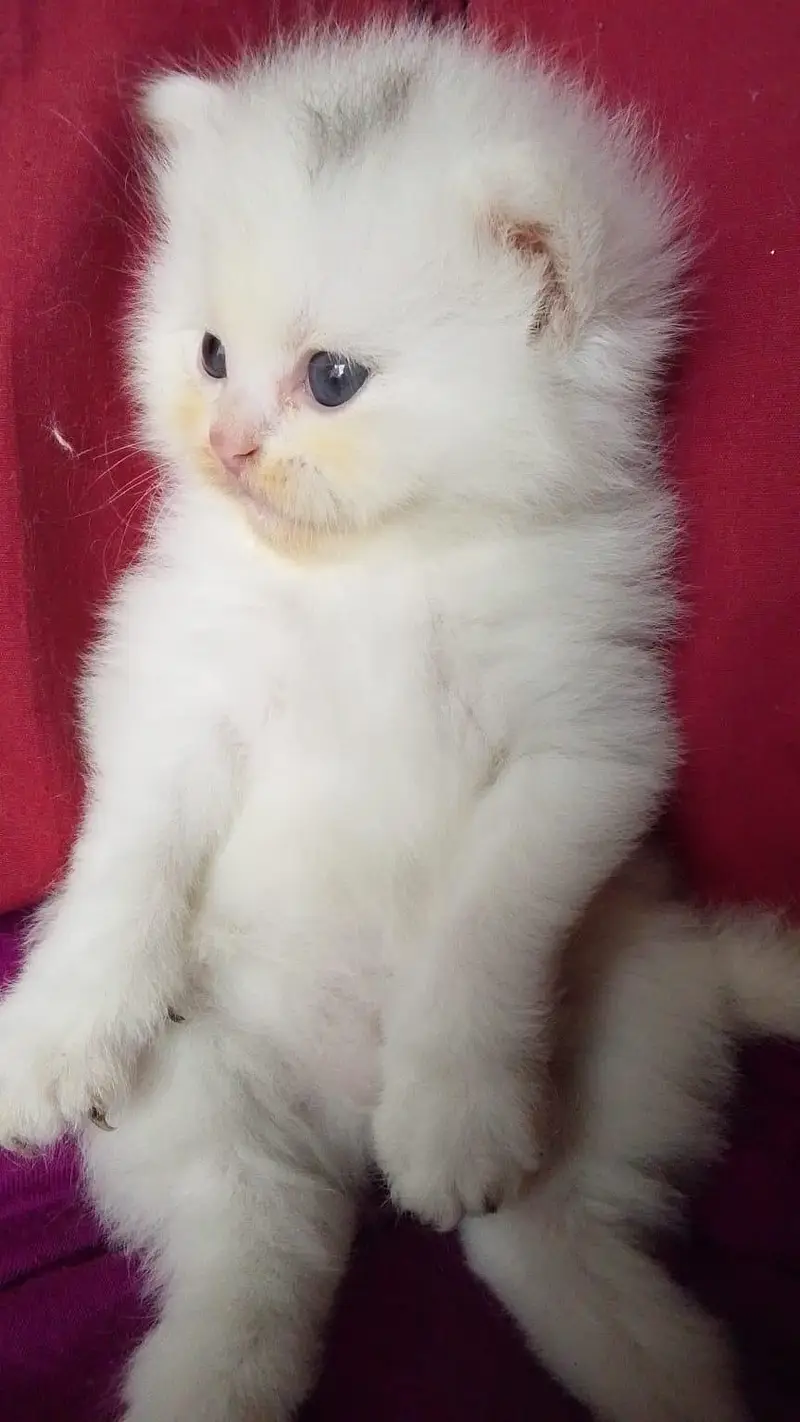 persian cat — photo 4