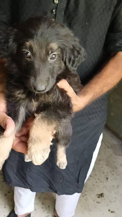 German shepherd pets