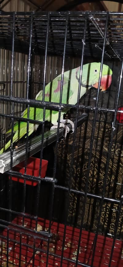 raw parrot male