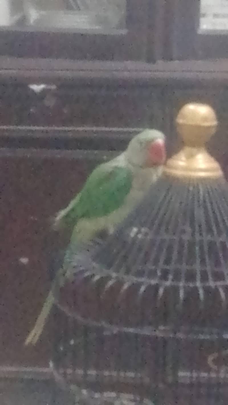parrot 0