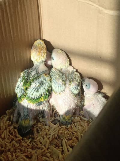 Sun Conure Chicks