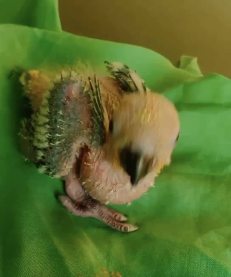 Sun Conure Chicks 1