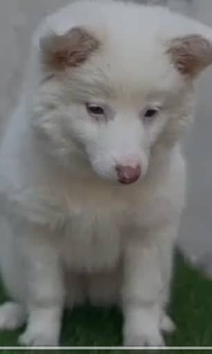 Russian Sheperd (Pista) Puppy 2month age Vaccinated Pink Nose