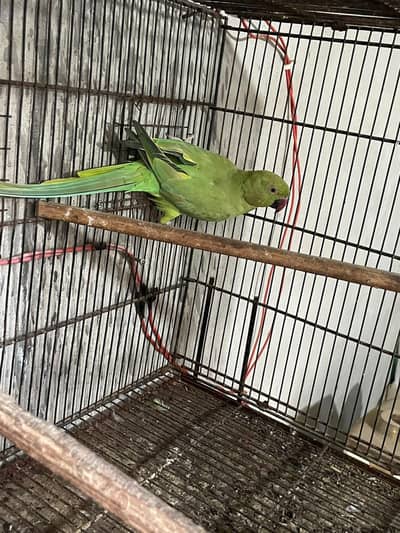 2 females breeder
