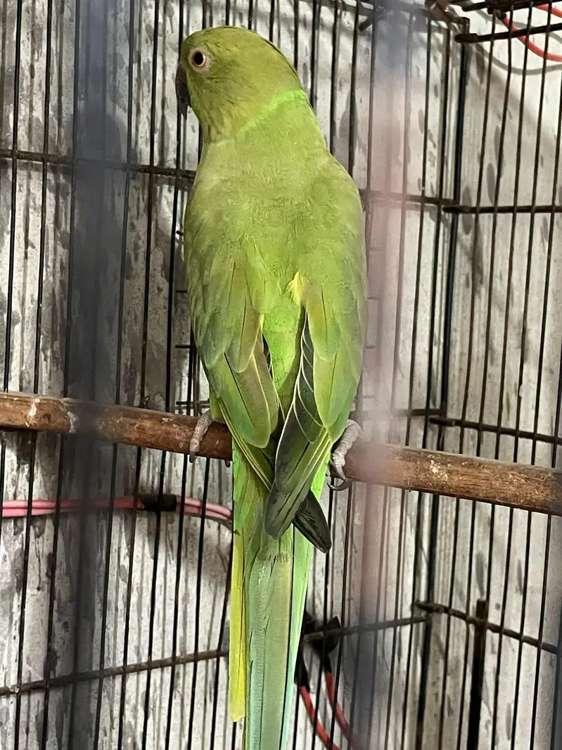 2 females breeder — photo 2