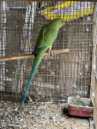 female breeder