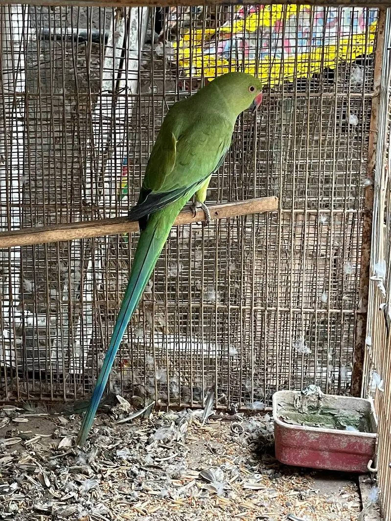 2 females breeder — photo 3
