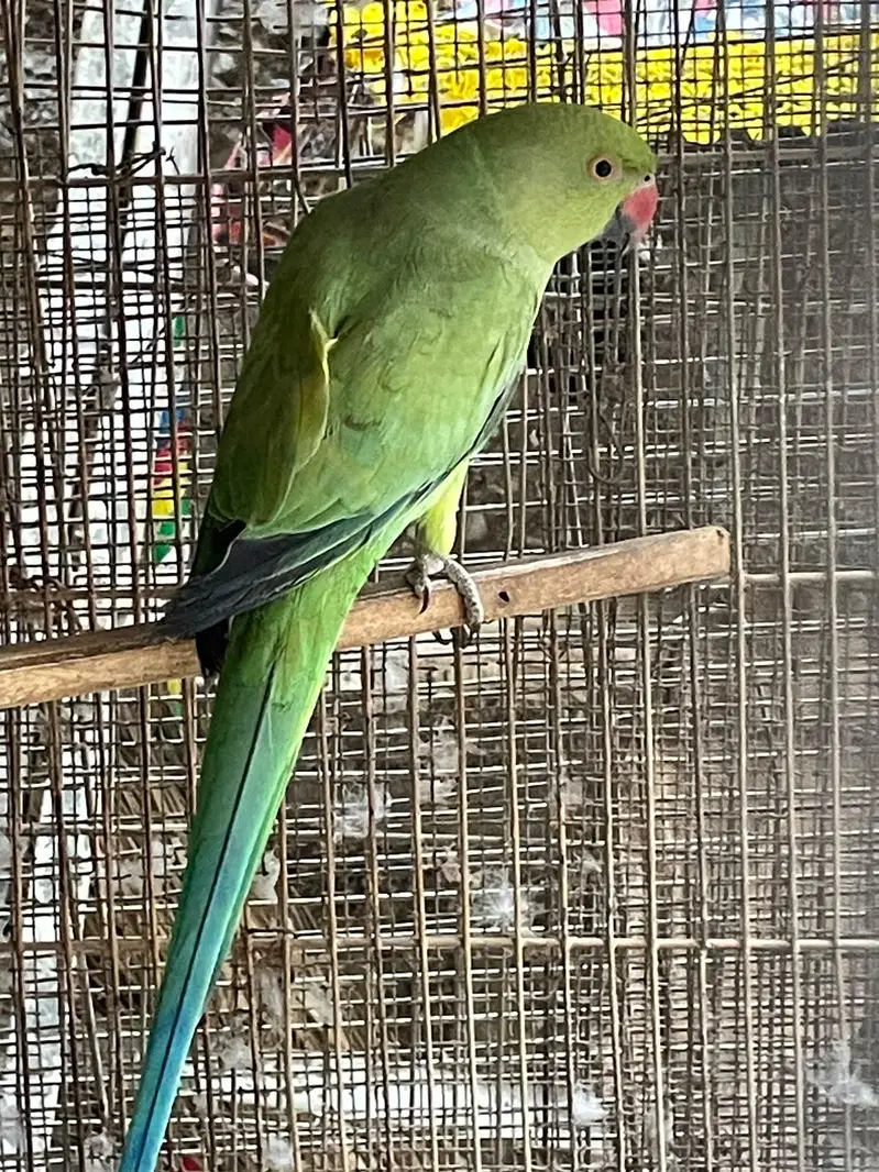 2 females breeder — photo 4