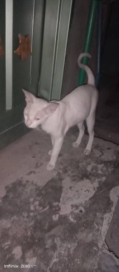 cat persion