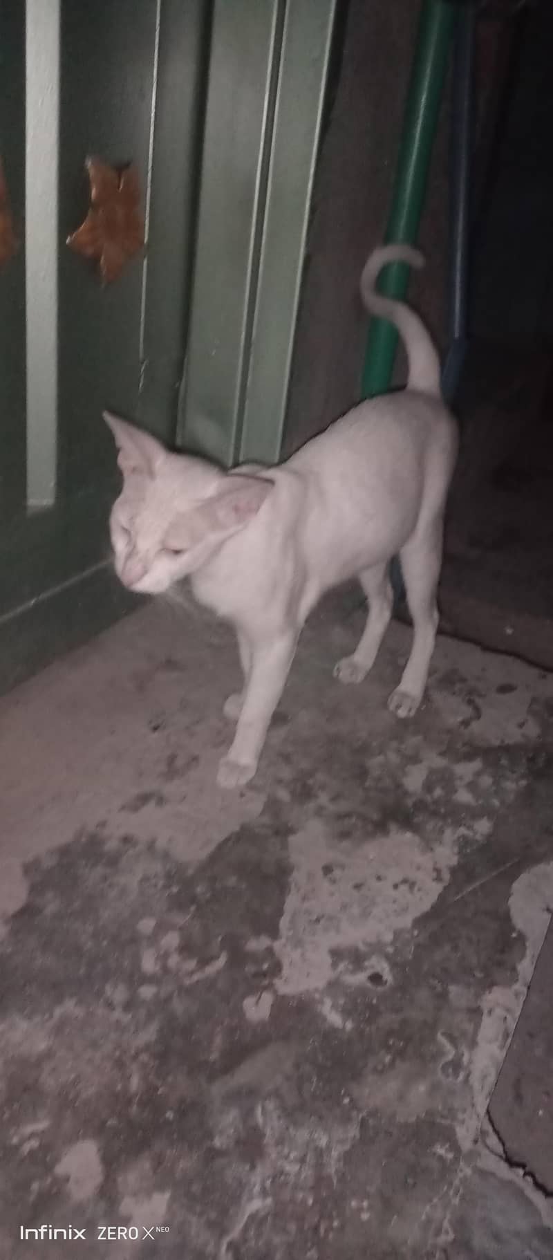 cat persion 0