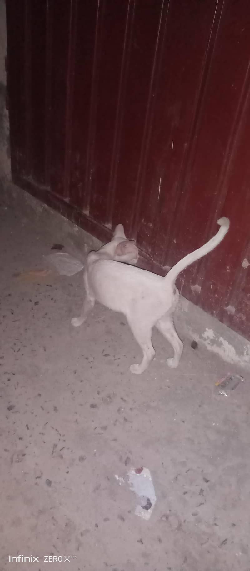 cat persion 1