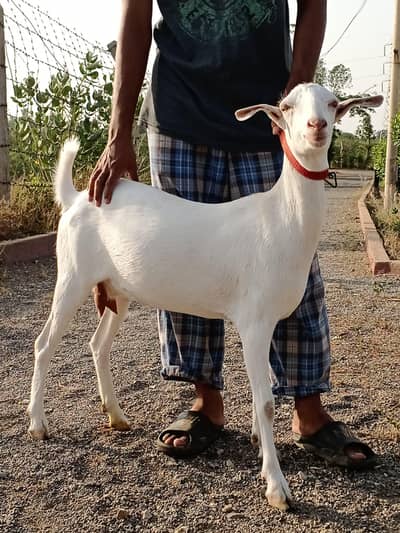 gulabi teddy female