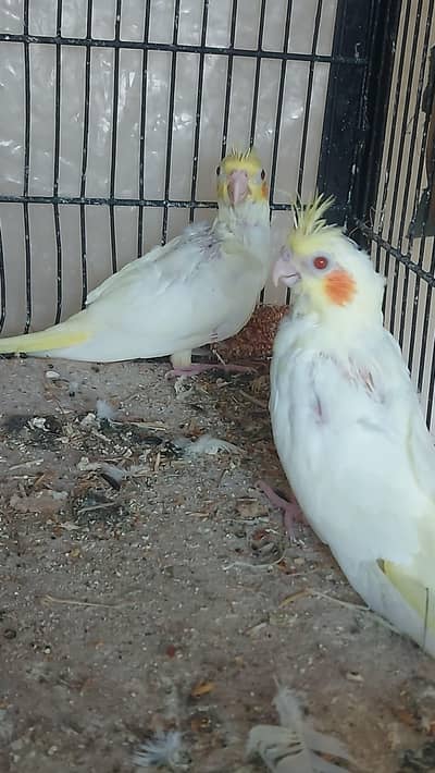 Chicks for hand tame