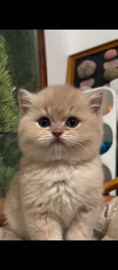 Parshion punch face kittens