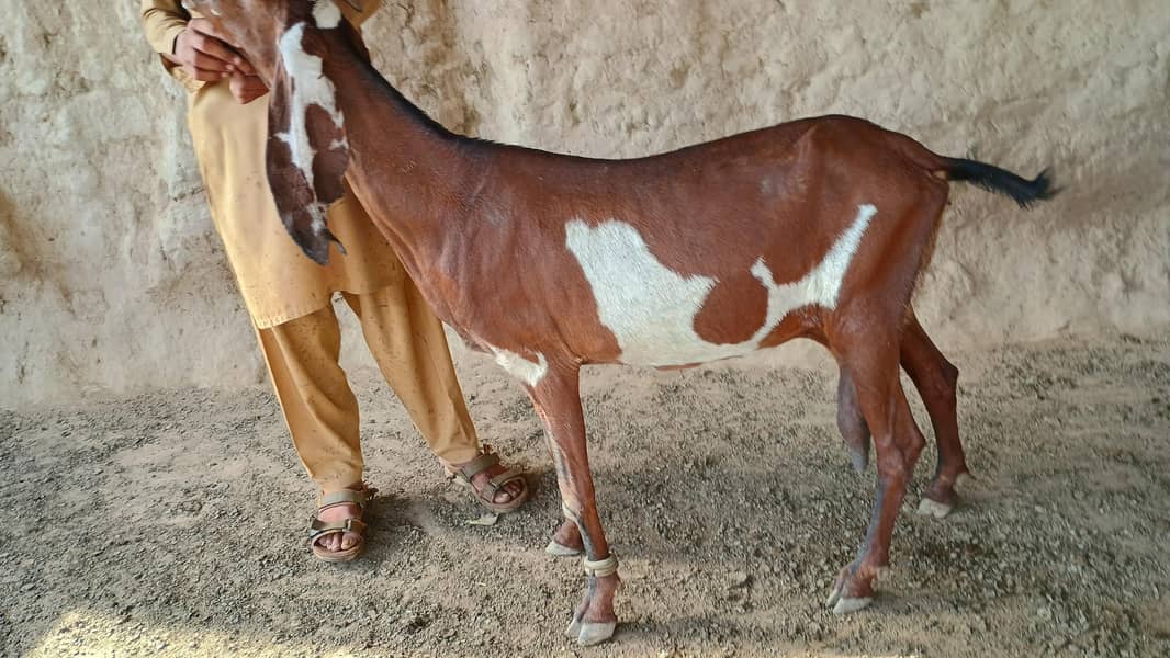 Javed iqbal 0