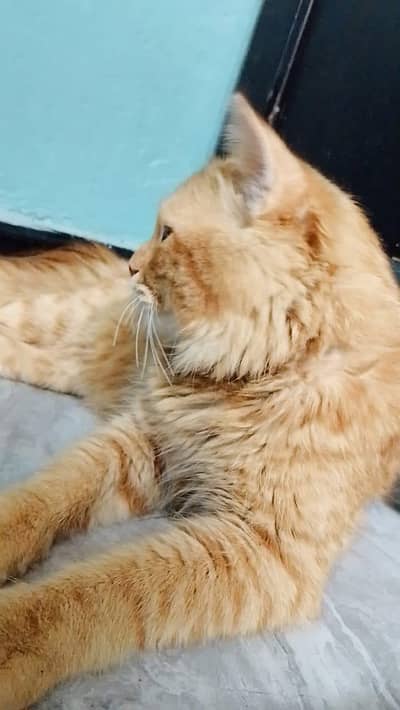 Persian Cat Male